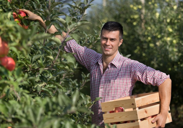 Man holding apple crate and harvesting apples